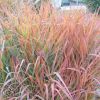 Miscanthus Purpurascens